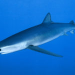 Blue Sharks R Amazing!