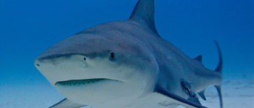 Bull Sharks R Amazing!