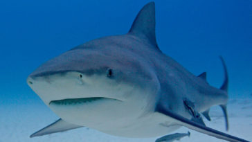 Bull Sharks R Amazing!