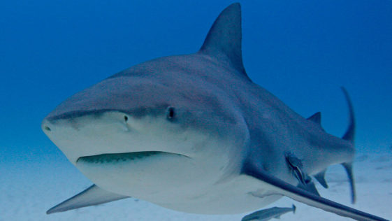 Bull Sharks R Amazing!
