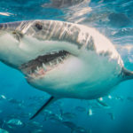 Great White Sharks R Amazing!