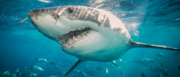 Great White Sharks R Amazing!