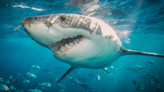 Great White Sharks R Amazing!