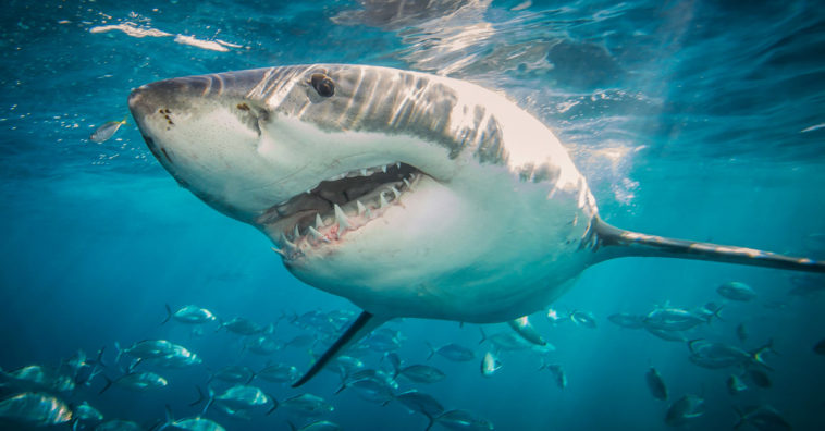 Great White Sharks R Amazing!