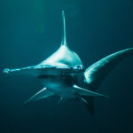 Hammerhead Sharks R Amazing!