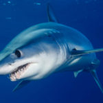Mako Sharks R Amazing!