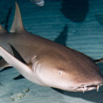 Nurse Sharks R Amazing!