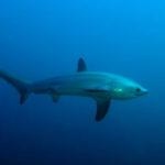 Thresher Sharks R Amazing!