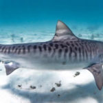 Tiger Sharks R Amazing!