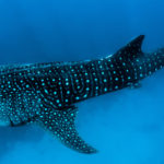 Whale Sharks R Amazing!