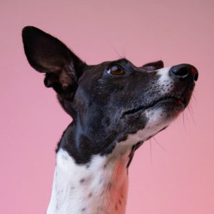 Would you rather? - Dog listening