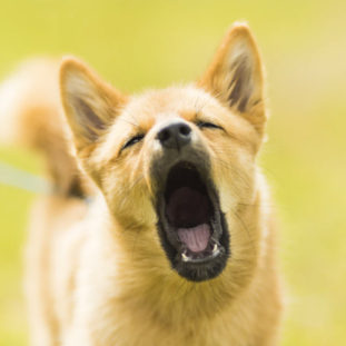 Would you rather? - Dog talking