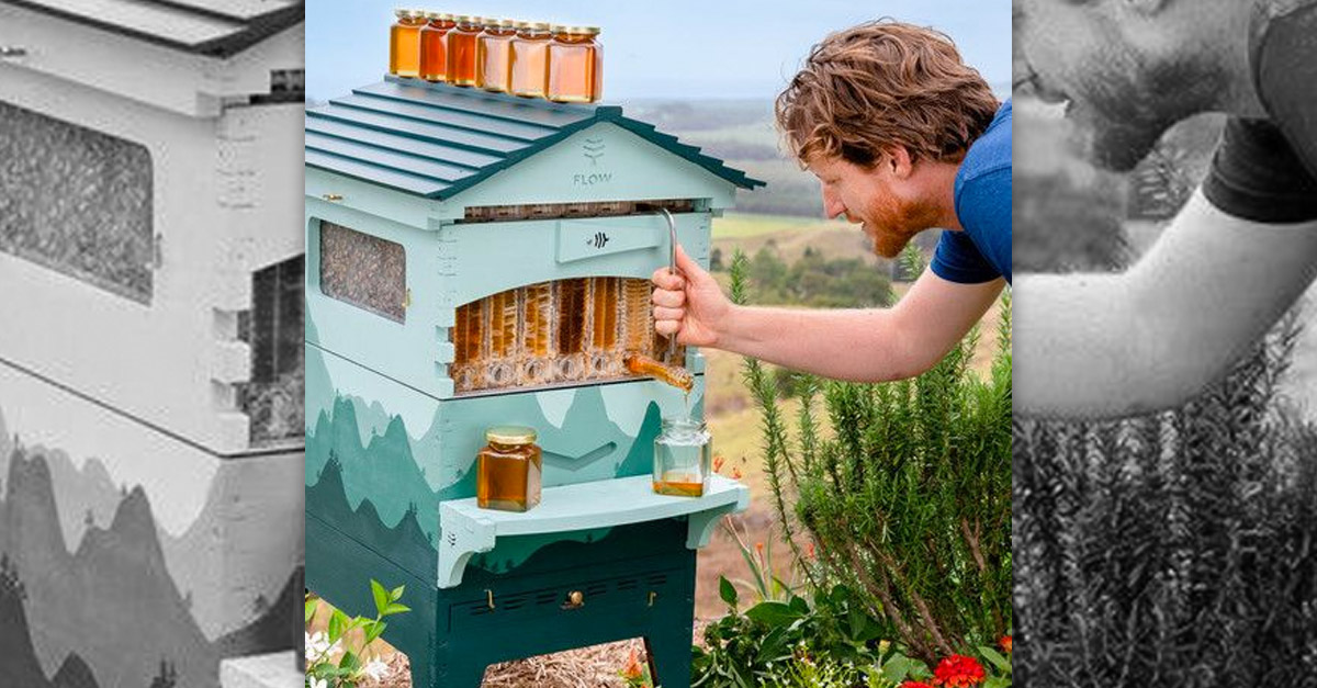 Amazing Honey Flow Beehive