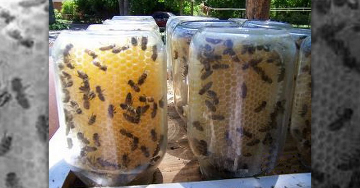 Amazing DIY Mason Jar Beehive
