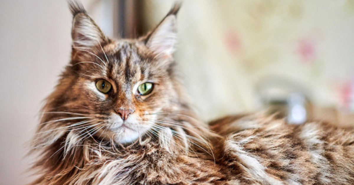 Maine Coon Cats – R Amazing