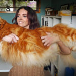 Amazing Maine Coon Cat