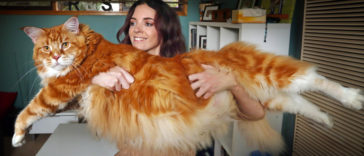 Amazing Maine Coon Cat