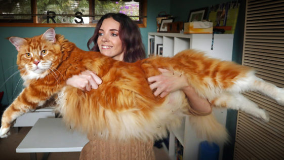 Amazing Maine Coon Cat