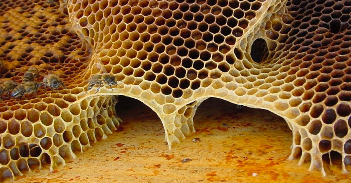 Amazing Curved Wild Beehive