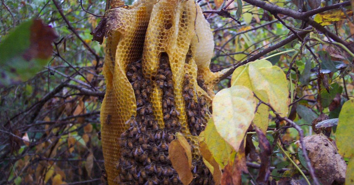Amazing Wild Beehive