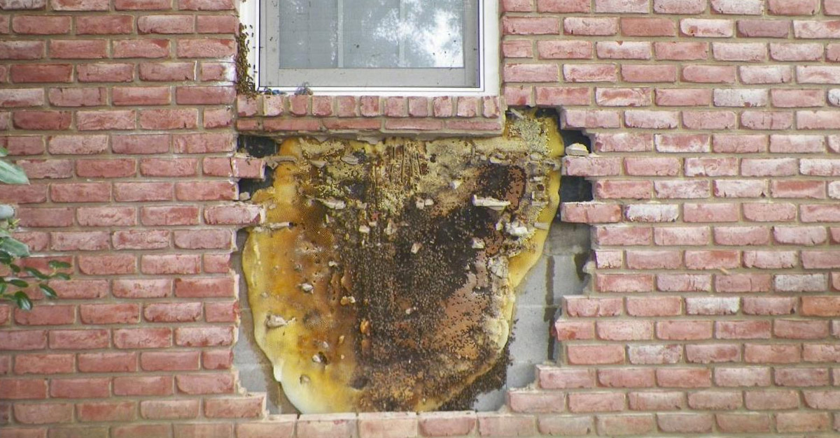 Amazing Wild Beehive in a house cavity