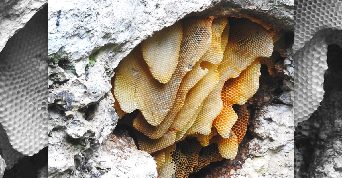Amazing Wild Beehive