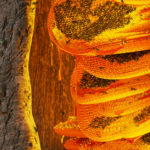 Amazing Colourful Wild Beehive in a Tree