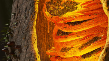 Amazing Colourful Wild Beehive in a Tree