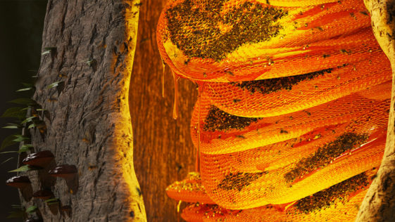 Amazing Colourful Wild Beehive in a Tree