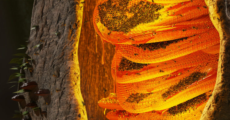 Amazing Colourful Wild Beehive in a Tree