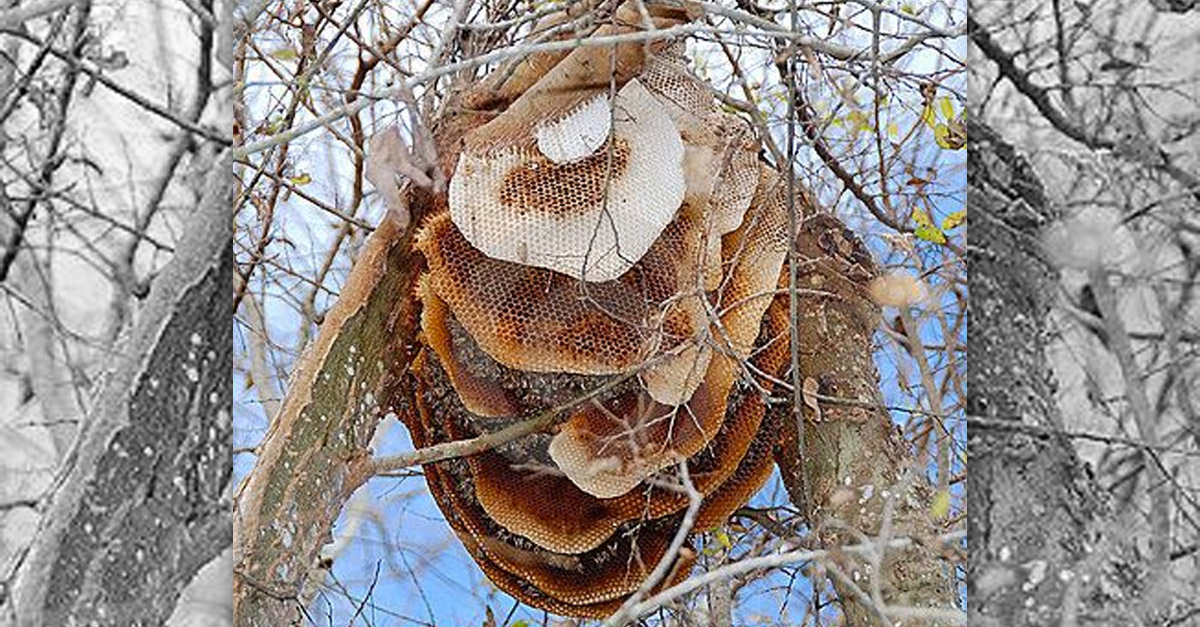 Amazing Wild Beehive in a Tree