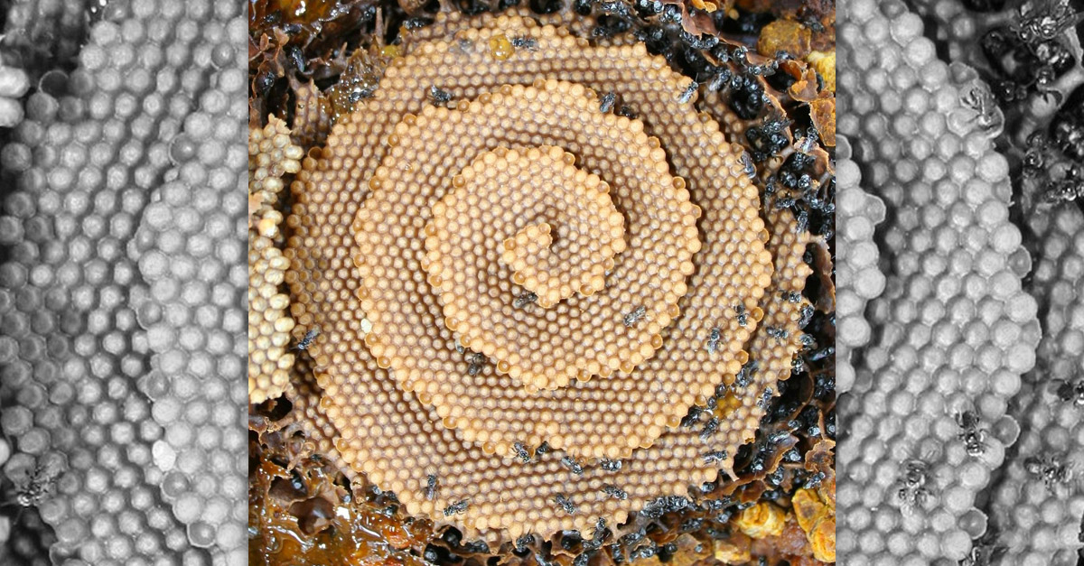 Amazing Spiral Wild Beehive