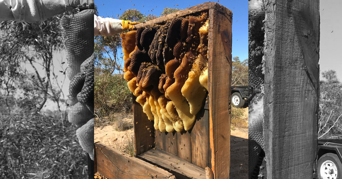 Amazing Wild Beehive