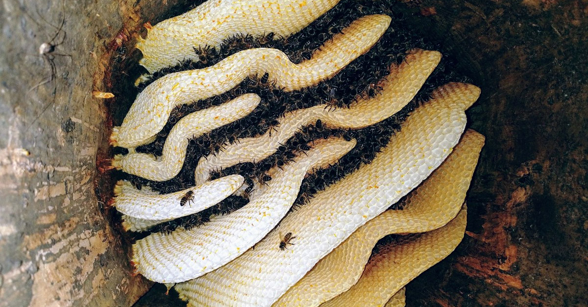 Amazing Wild Beehive