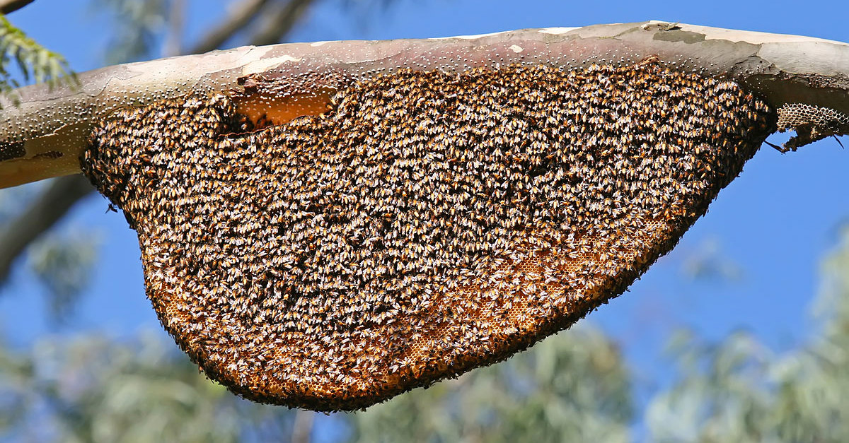 Amazing Wild Beehive Hanging from a branch