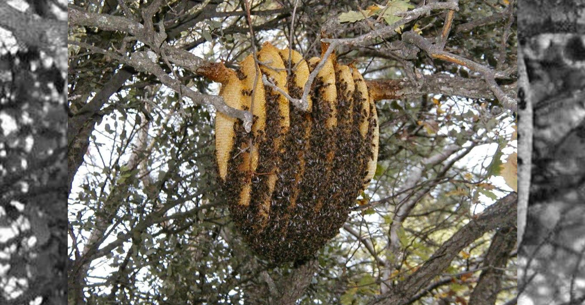 Amazing Wild Beehive Hanging from a Tree
