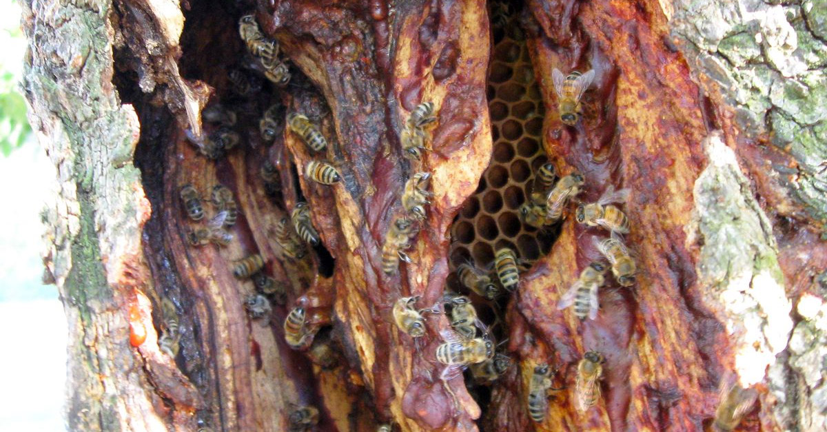 Amazing Wild Beehive Inside a Tree