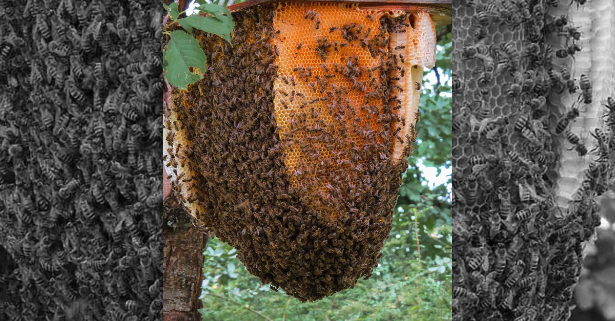 Amazing Wild Beehive