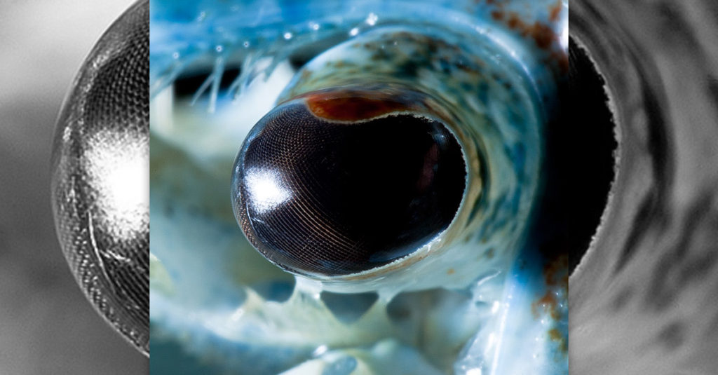 Amazing Blue Crayfish Eyes