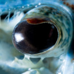 Amazing Blue Crayfish Eyes