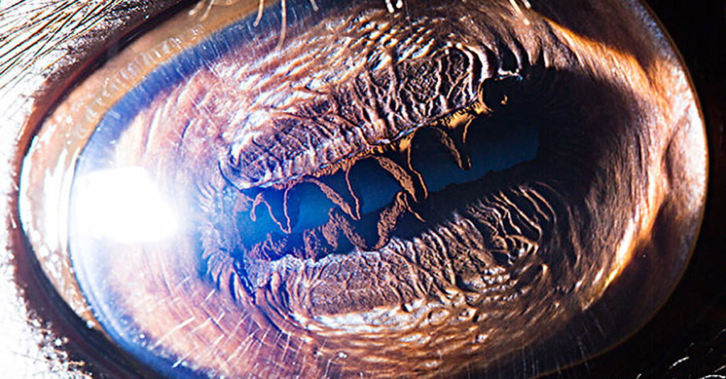 Amazing Camel Eyes