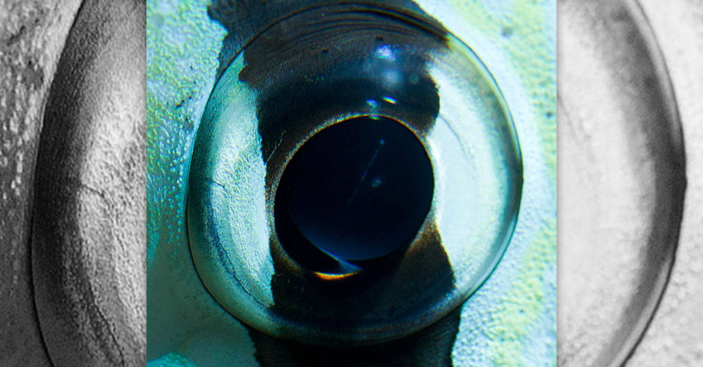 Amazing Coral Zebra Fish Eyes