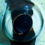 Amazing Coral Zebra Fish Eyes