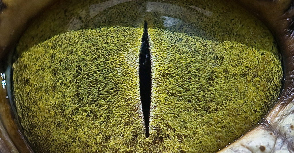 Amazing Crocodile Eyes