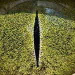 Amazing Crocodile Eyes