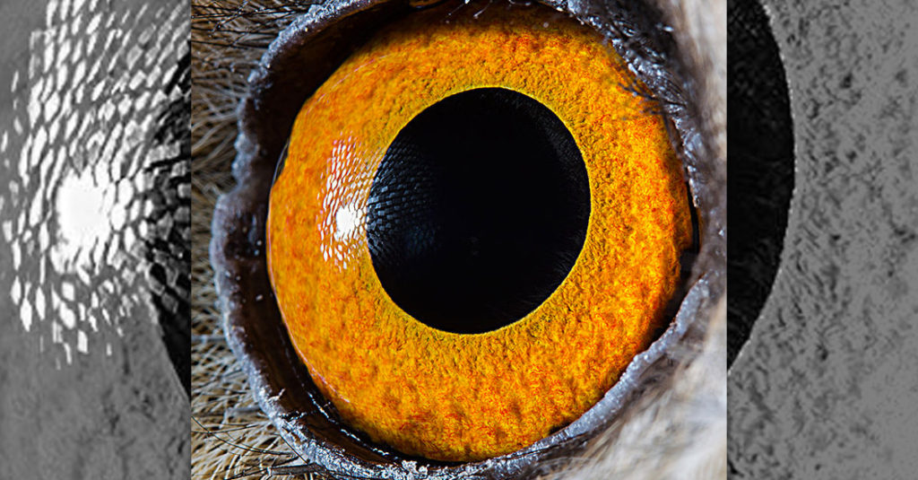 Amazing Long Eared Owl Eyes