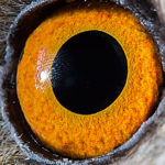 Amazing Long Eared Owl Eyes