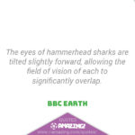 Amazing Shark Quote - Hammerhead