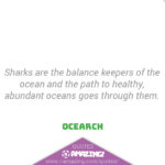 Amazing Shark Quote - Balance