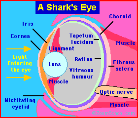 Shark eye